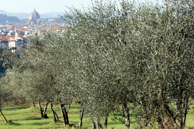 Montebeni Farm landscape